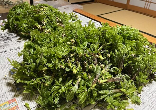 【趣味の時間】大自然の中での山菜採り