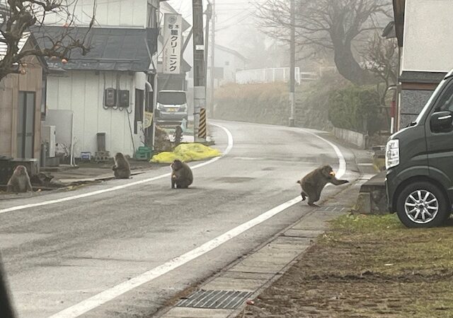 【南会津町 新築注文住宅】現場で猿に遭遇
