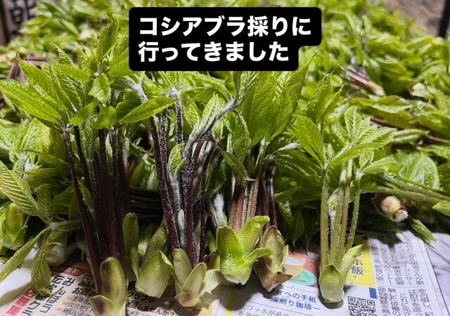 【大自然！南会津】山菜採り