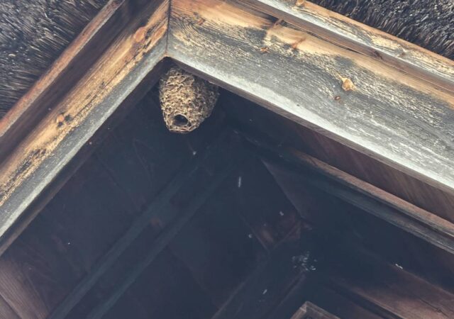 【南会津 茅葺き屋根】蜂の巣が、、、